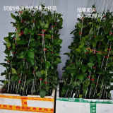 钦蜜9号百香果苗广西纯甜黄金树苗庭院盆栽种植当年结果带土四季 2颗 钦蜜九号大杯苗 100cm 30—40cm