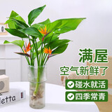 种花迷水培天堂鸟盆栽花卉植物室内客厅绿植面鹤望兰吸甲醛四季好养活 精品水培天堂鸟3株+透明火炬玻璃瓶【含瓶】