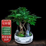 七叶莲好养室内盆栽绿植桌面八方来财办公发财树客厅花卉植物盆景 山水盆【七叶莲】 整套成品（山石苔藓，带盆种好）