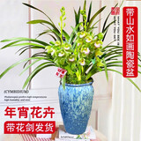 劉閣蘭花传统兰花香兰5苗带花苞带山水如画陶瓷盆室内花卉盆栽源头直发
