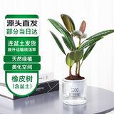 萌肉居黑金刚植物橡皮树盆栽花卉室内耐旱绿植/2株橡皮树早安盆源头直发