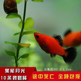 卡奇鱼 胎生鱼 玛丽球鱼热带观赏鱼淡水鱼活体鱼宠物鱼宠物活体丽丽曼龙 黑尾月光10条