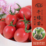 寿禾 蔬菜苗活苗带土发货大全菜苗种苗春夏各种秧苗山东寿光苗子阳台 千禧圣女果苗 6棵