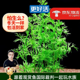 云峰海瑞水草活体懒人草鱼缸造景活体水草套餐鱼缸水草有茎类中后景真水草 【好养易活】水芹（5只一组）