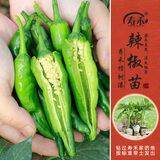 寿禾 各种蔬菜苗活苗带土发货大全菜苗大型苗场秋冬秧苗山东寿光种苗 寿禾樟树港辣椒苗 6棵