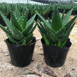 萌肉居2盆芦荟不夜城多肉植物盆栽花卉桌面盆栽芦荟原盆2盆源头直发