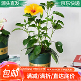 萌肉居扶桑花苗耐晒室外花卉绿植单重瓣芙蓉花朱槿花苗加仑盆源头直发