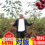 欧悟正宗烟台嫁接车厘子树苗大樱桃树苗南北方种植庭院阳台盆栽果树苗 4年嫁接苗(品种留言)当年结果