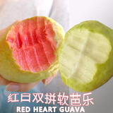 广东特产高山芭乐脆甜番石榴白心新鲜热带当季孕妇低糖水果一整箱 【放软吃】5斤红白拼装奶油芭乐