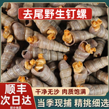 去尾钉螺鲜活钉螺贝类螺类海鲜海瓜子海螺丝野生钉螺烧烤商用批发 超值【5斤装】量大划算