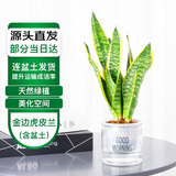 萌肉居金边虎皮兰盆栽耐旱办公室绿植花卉三株+早安盆源头直发