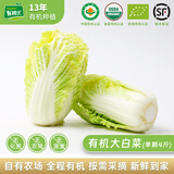有机汇有机白菜 黄心胶东大白菜 有机蔬菜无农残生鲜 基地自产新鲜直发 1000g