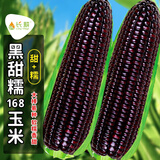 长耕黑甜糯玉米种子黑玉米种籽春四季玉米产高矮大棒生食耐旱粘孑种籽 黑甜糯玉米种168/100克【甜+糯】