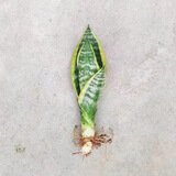 佰花锦金边虎皮兰盆栽好养常青绿植好养矮脚花卉室内客厅办公室耐旱 1颗精品金边虎皮兰裸根 整体高度约25-35cm