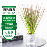 萌肉居七彩铁树千年木盆栽三色龙血树花卉植物七彩铁早安盆源头直发