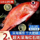 朵芙 海参斑鱼 多规格 红鱼净重 红石斑鱼大眼鱼富贵鱼深海鱼生鲜鱼类 超大红石斑1.7斤净重*2条