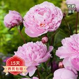 欧悟 芍药根块 带芽芍药种根重瓣芍药花苗牡丹苗盆栽绿植花卉室内植物 赫本