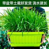 大禹韭菜根苗新根紫红根大叶韮菜移栽根种子四季寿光本地老品种蔬菜 盆栽韭菜带盆栽好约150棵1盆