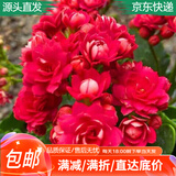 萌肉居长寿花盆栽绿植盆栽卉盆景桌面盆栽/长寿花大红+早安盆源头直发