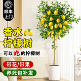 临雅香水柠檬树苗盆栽可结果树苗可食用大型绿植室内客厅四季好养植物 柠檬树1.2-1.4米+白色圆柱盆