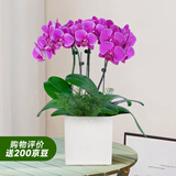 爱优尚蝴蝶兰带花苞盆栽秋冬兰花苗年宵花四季花卉植物紫白室内源头直发