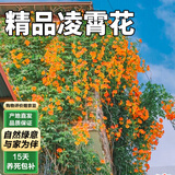 泰西丝凌霄花爬藤植物盆栽绿化苗木花卉 凌霄花约1.5cm粗 源头直发