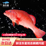 渔传播海南冰鲜三去东星斑 净含量450-500g/条 海鲜鱼类石斑鱼 源头直发