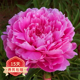 欧悟 芍药根块 带芽芍药种根重瓣芍药花苗牡丹苗盆栽绿植花卉室内植物 少女妆