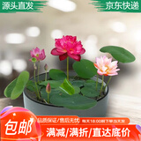 瑞蔬源荷花莲藕种苗睡莲根快水生池塘盆缸荷叶种荷花种藕根2个源头直发