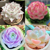 寄春多肉套餐特玉莲女王麦秆剑司诺娃水蜜桃侧影净化空气室内桌面盆栽 剑司诺娃+侧影+蓝色极光+泡芙