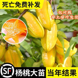 广东杨桃树果苗嫁接苗四季甜杨桃果树苗南方种植当年结果地栽盆栽 杨桃3年苗 50cm(含)-60cm(不含)