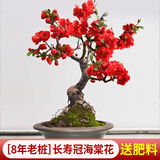 花翁盆栽花卉绿植盆景(8年3cm老桩)精品长寿冠海棠花+肥料源头直发