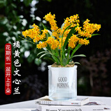 劉閣蘭花兰花香水文心兰梦香花卉盆栽 橘黄色4苗当年开花配懒人盆源头直发