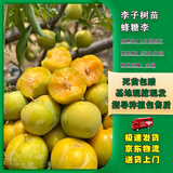 嫣蓝李子果树苗嫁接特大脱骨南北方蜂糖李子苗2.5-3公分粗1棵源头直发