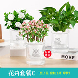 花翁栀子花盆栽四季开花卉大全树苗室内绿植好养易活绿萝源头直发