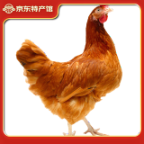 筱诺 农家土鸡三黄鸡笨鸡走地鸡整鸡 750g/只 2只装