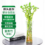 萌肉居水培绿植富贵竹转运竹花卉6根约70cm高富贵弯竹/不含瓶源头直发