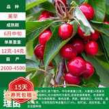 绿达当年结果美早樱桃树苗车厘子苗盆栽地栽烟台大果果树苗南北方种植 美早樱桃苗 三年苗(品种留言)