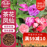 寿禾 茶花凤仙花种子指甲花春季花卉种籽 混色茶花凤仙花种子约1000粒