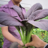 寿禾油菜种子矮脚上海青梗菜蔬菜小白菜快菜秋季季寿光蔬种籽四季青菜 红钻紫红色油菜种子 5g袋装