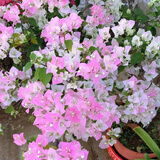 苗充充稀有三角梅新品四季开花幼苗盆栽阳台好养花 绿樱【包对版成活+肥料】 八年生枝条扦插成活【花开满树】