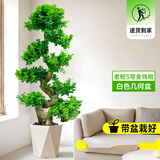 叹为观止大型盆栽金钱榕百合竹金钱树发财树清香木办公室内落地款中型植物 老桩S弯摇钱树1.4-1.6米【几何】 含盆