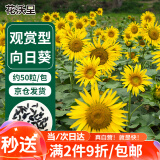 花沃里观赏向日葵花种子50粒/包 花卉种子家庭盆栽土阳台办公庭院种草籽