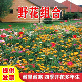 绿达进口三叶草种子白三叶红三叶草籽四季常青护坡绿化庭院野花组合籽 野花组合四季开花种子混色1斤