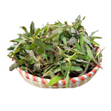 【春菜】苦菜150g