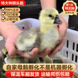 正宗狮头鹅苗纯种一斤汕头小狮头鹅活苗特大种潮汕狮头鹅成年幼苗 买5送1 发6只 每只3两左右