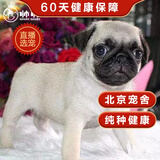 帅帅名宠 北京犬舍  纯种 巴哥犬纯种幼犬哈巴狗活 短毛小奶狗 血统级五