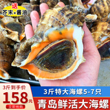 海宏盈【活鲜】 青岛大海螺鲜活 1500g 海鲜贝类生鲜 超大规格共5-7只 1500g