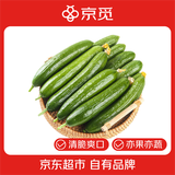 京觅山东荷兰水果黄瓜 净重4.5斤 单果70g+ 健康轻食水果源头直发包邮