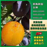 嫣蓝西梅果树苗南北方盆地栽嫁接苗当年结果女神苗2公分粗1棵源头直发